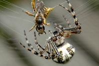 (à identifier) (à identifier)