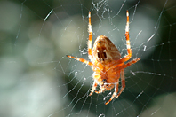 Araneus diadematus Araneus diadematus