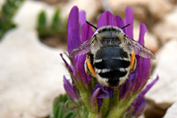 Bombus sp.
