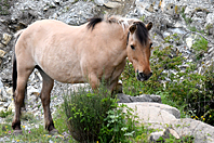 Equus caballus Equus caballus