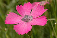 Dianthus pavonius Tausch