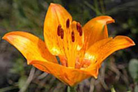 Lilium bulbiferum
