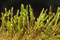 (non identifié) (non identifié)