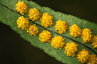 Polypodium cambricum Polypodium cambricum