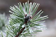 Pinus sylvestris Pinus sylvestris